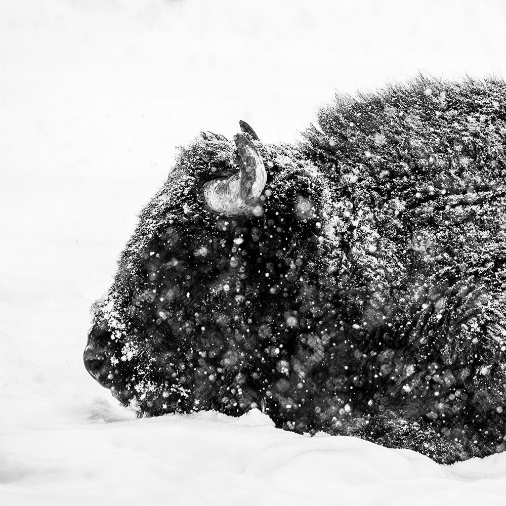 Bison in winter art print by Alexandru Handrache for $57.95 CAD