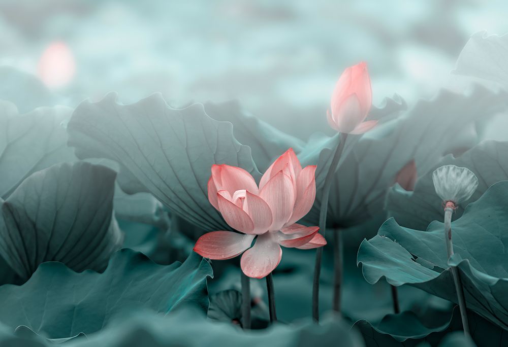 Lotus Flower and Bud art print by Betty Liu for $57.95 CAD