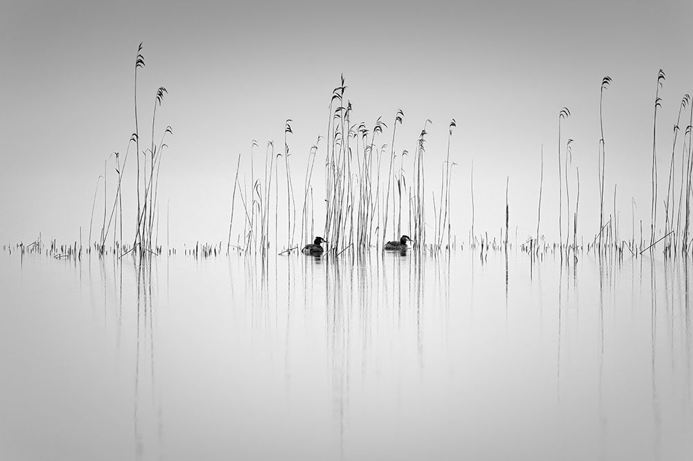 Couple in the reeds art print by Benny Pettersson for $57.95 CAD