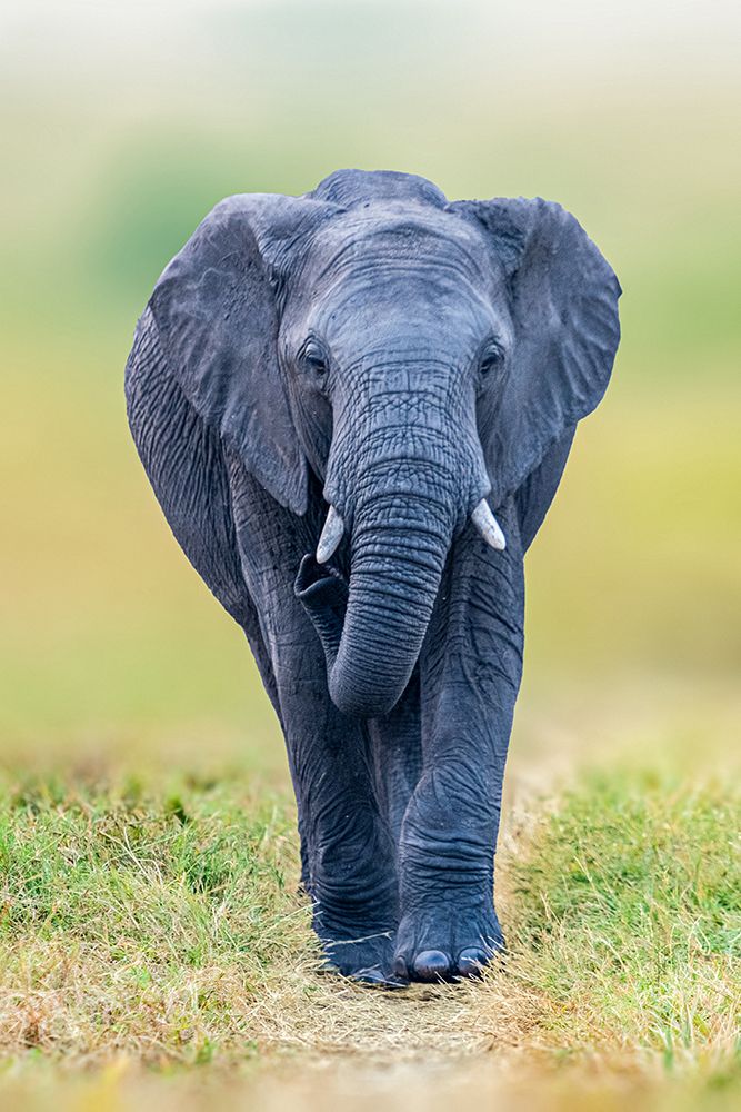 Elephant art print by Ahmed Elsheshtawy for $57.95 CAD