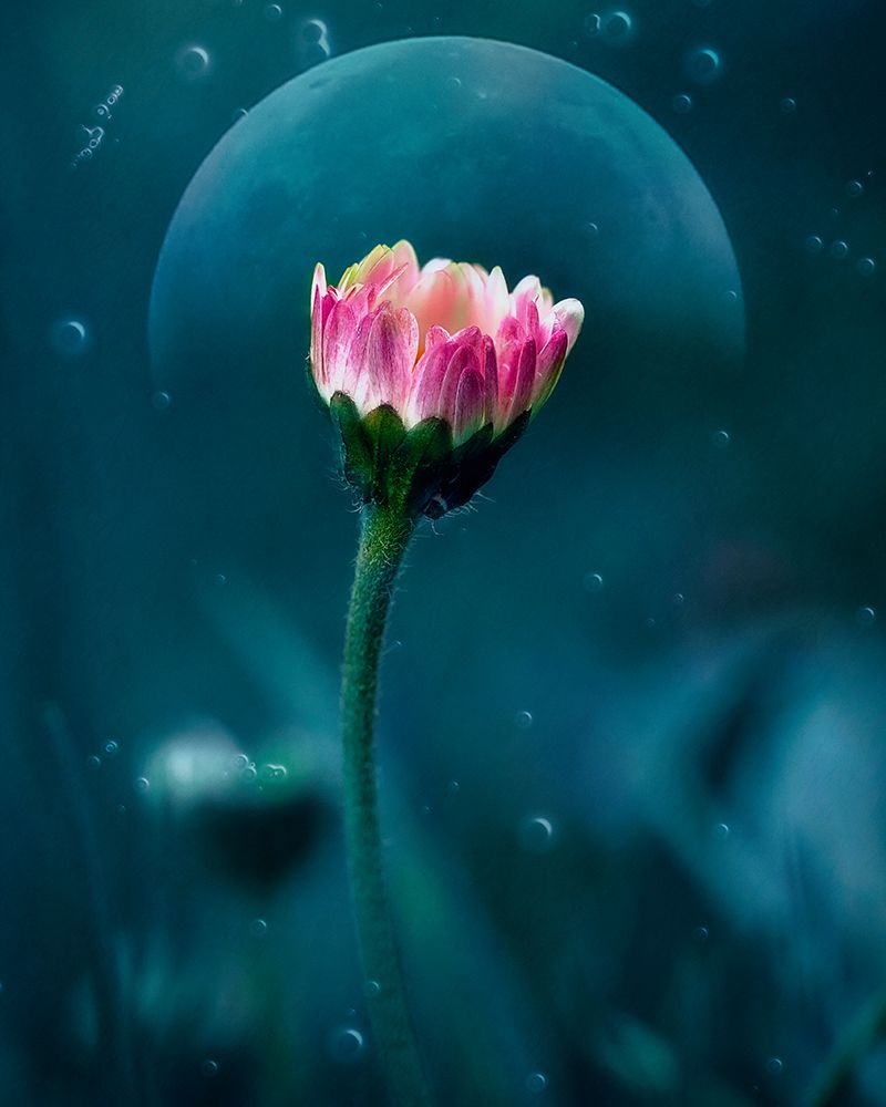 A flowers dream art print by Nicolae Stefanel for $57.95 CAD