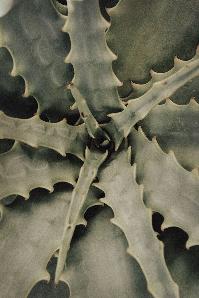 Aloe_002 art print by 1x Studio III for $57.95 CAD