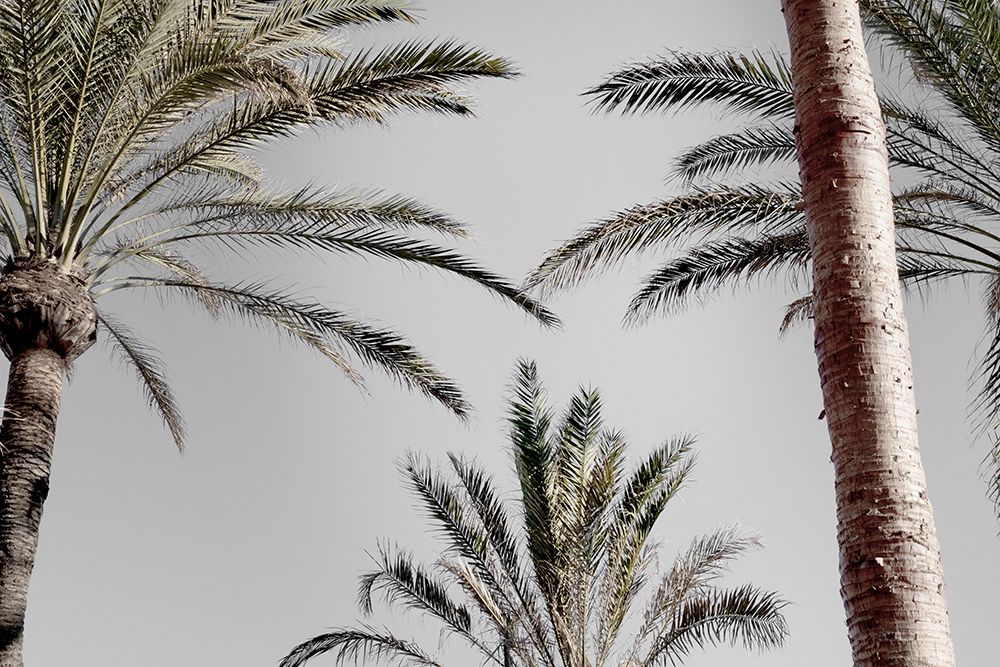 Palm_009 art print by 1x Studio III for $57.95 CAD