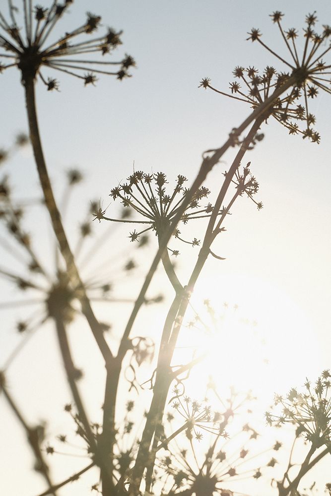 Beach flowers_001 art print by 1x Studio III for $57.95 CAD