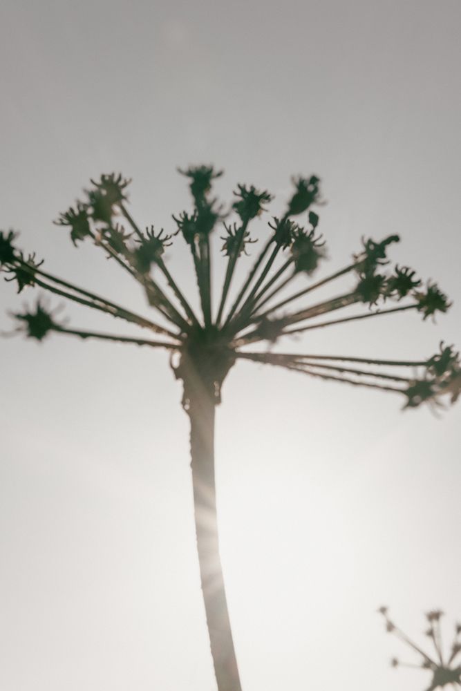 Beach flowers_002 art print by 1x Studio III for $57.95 CAD