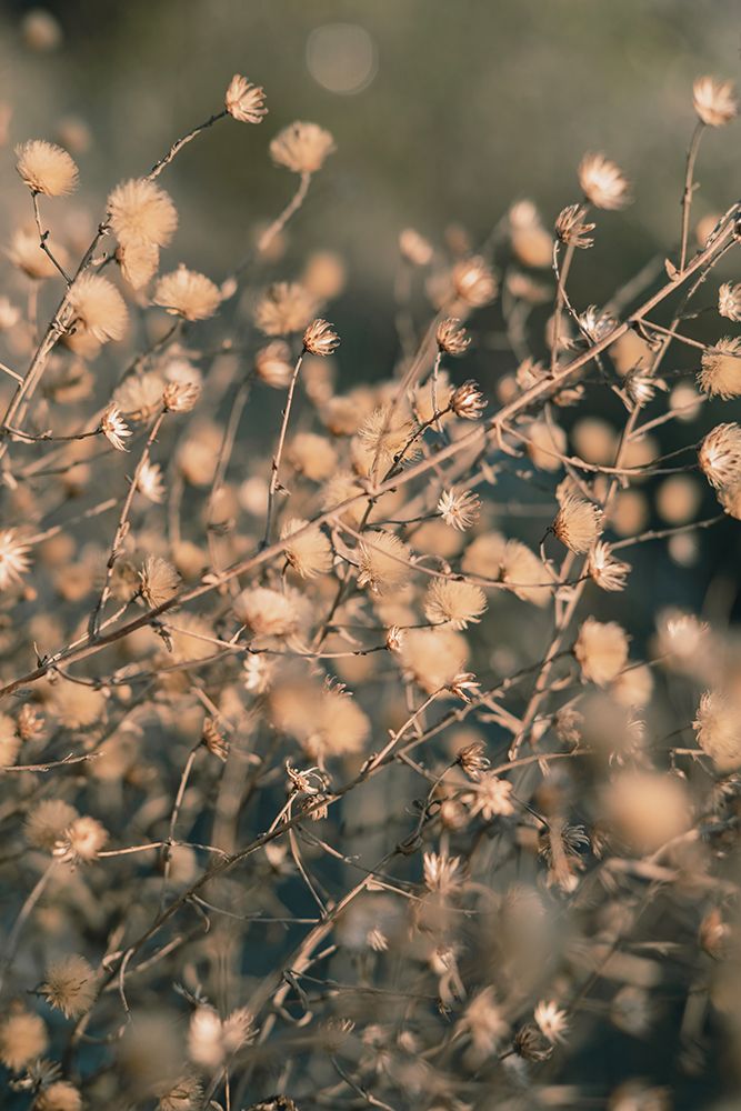 Beach flowers_003 art print by 1x Studio III for $57.95 CAD