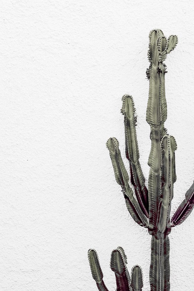 Cactus_003 art print by 1x Studio III for $57.95 CAD