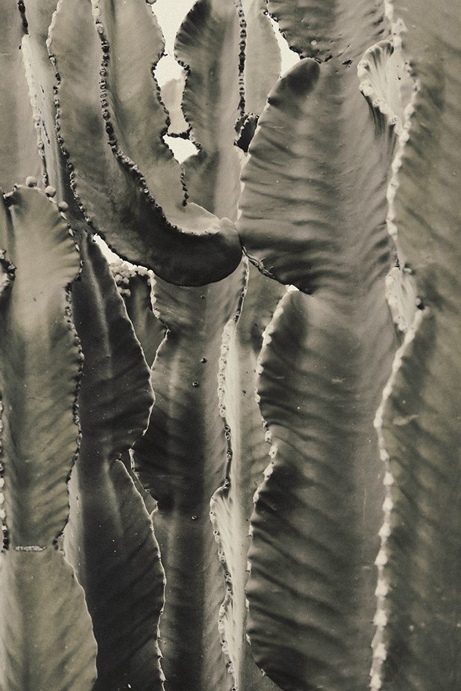 Cactus_002 art print by 1x Studio III for $57.95 CAD