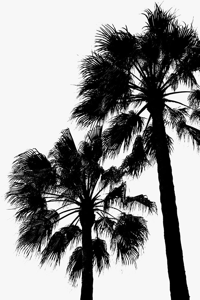 Palm Contrast art print by 1x Studio III for $57.95 CAD