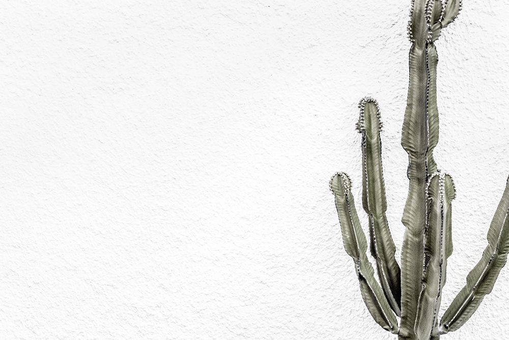 Cactus_004 art print by 1x Studio III for $57.95 CAD