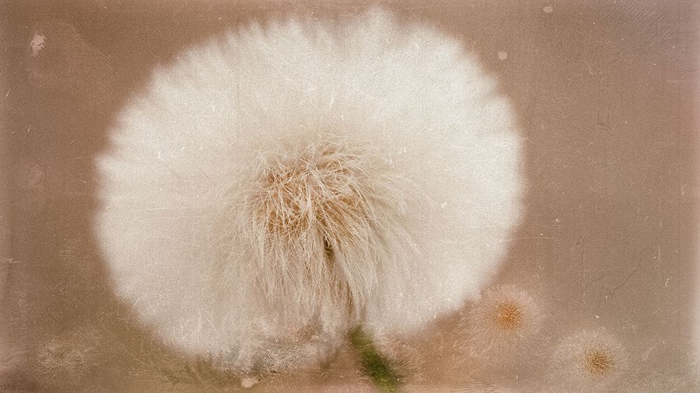Softie art print by Marie-Anne Stas for $57.95 CAD