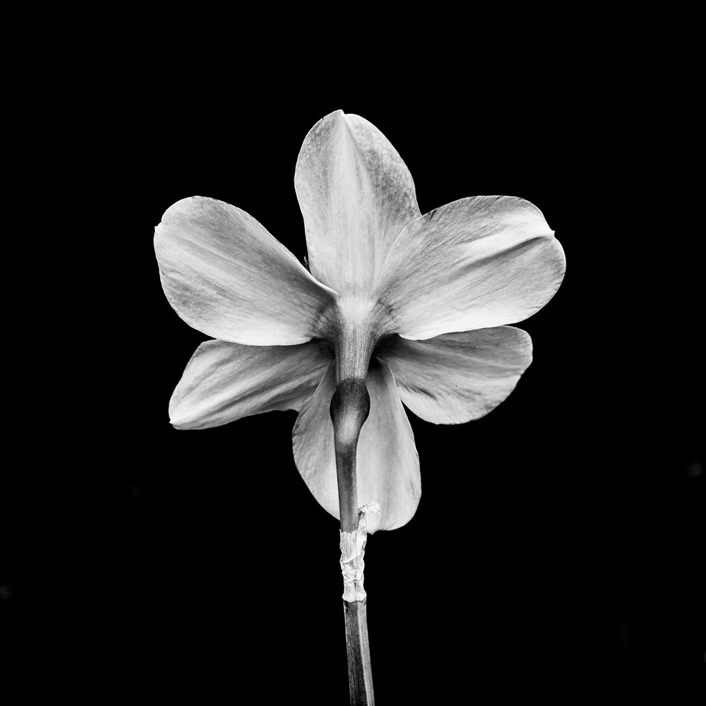 One art print by Richard Bland for $57.95 CAD