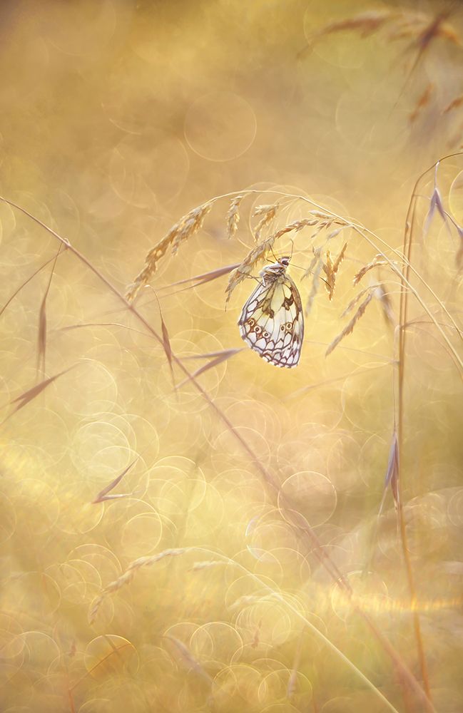 Sprinkle art print by Elisabeth Van Helden for $57.95 CAD