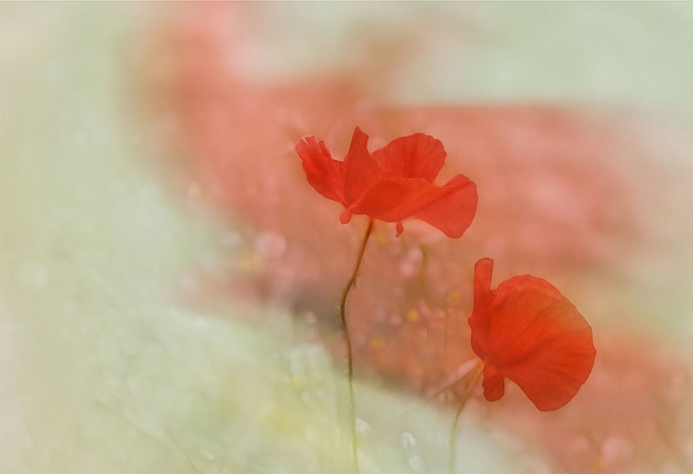 Poppy 2 art print by Marie-Anne Stas for $57.95 CAD