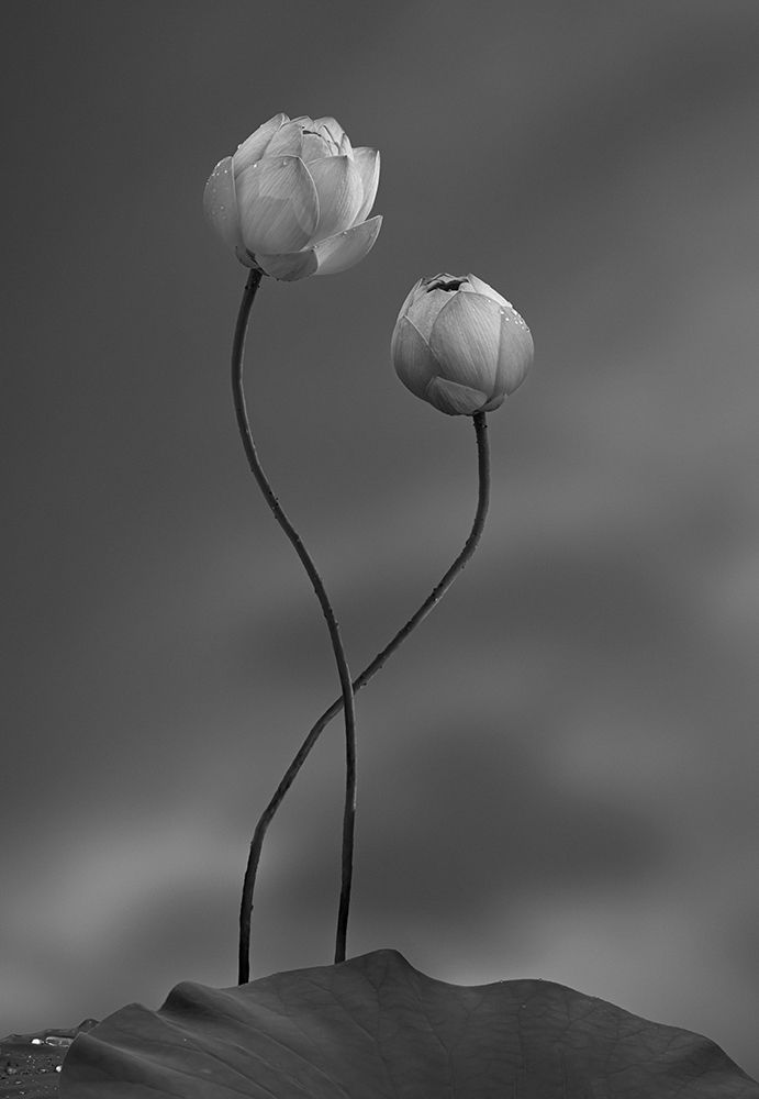 Lotus art print by Taiga Wei for $57.95 CAD