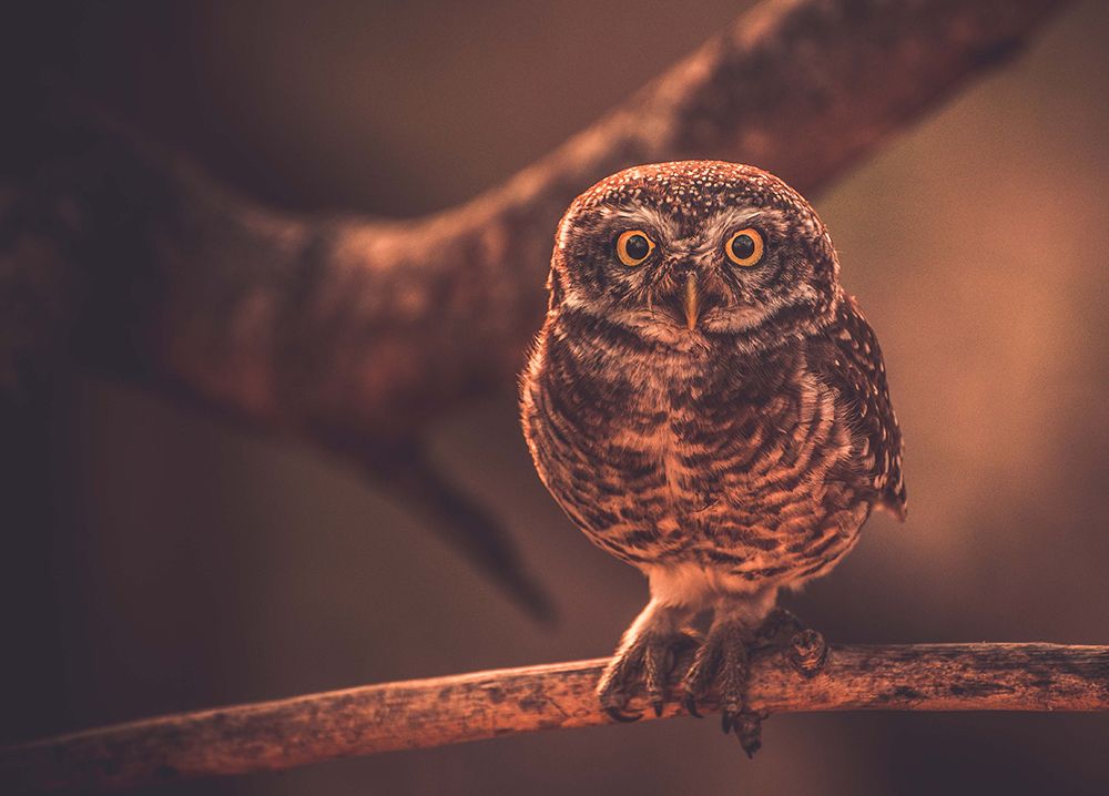 Nature Art art print by Sumit Dhuper for $57.95 CAD