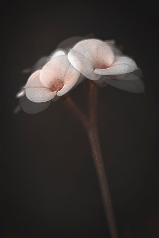 Illusions art print by Cicek Kiral for $57.95 CAD
