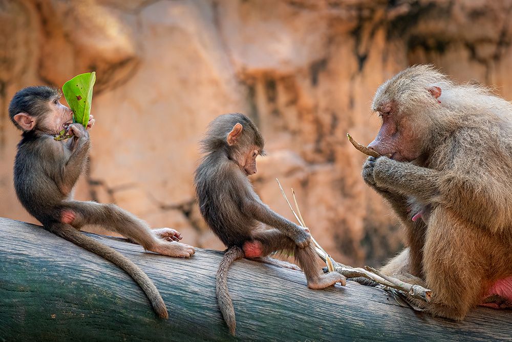Lesson in the Wild art print by Joseph Ng for $57.95 CAD