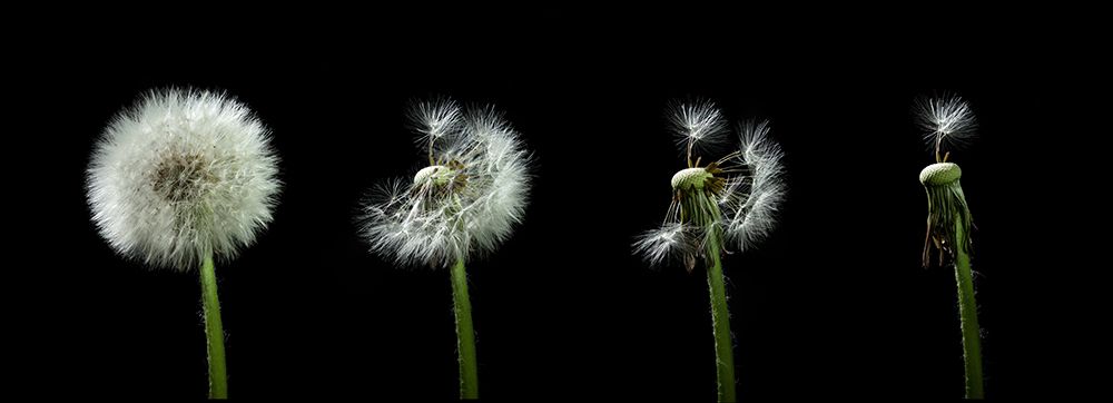 dandelion flower sequenz art print by Bjoern Alicke for $57.95 CAD