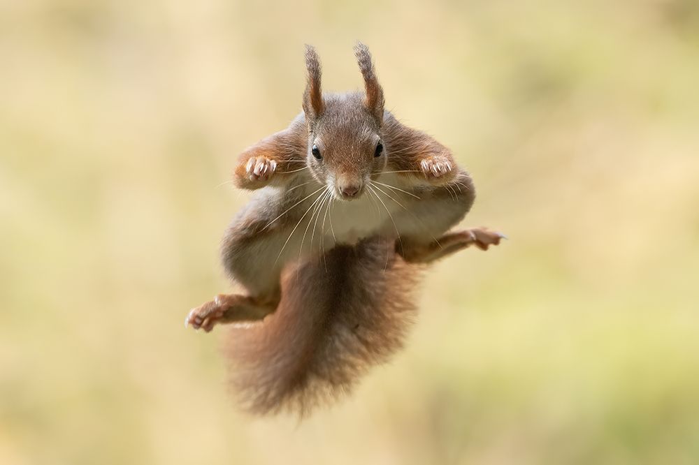 Squirrel Ninja art print by Bart Michiels for $57.95 CAD
