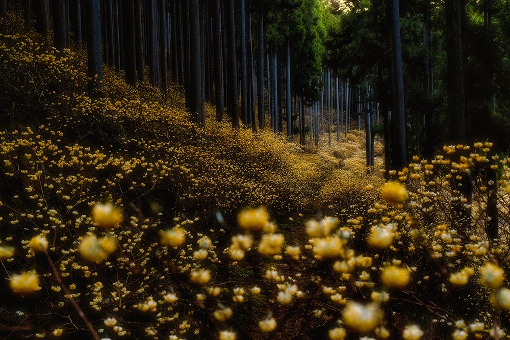 Golden forest (a├éΓé¼├é∩┐╜Mitsumataa├éΓé¼├é∩┐╜ in full bloom) art print by Hitoshi Yamada for $57.95 CAD