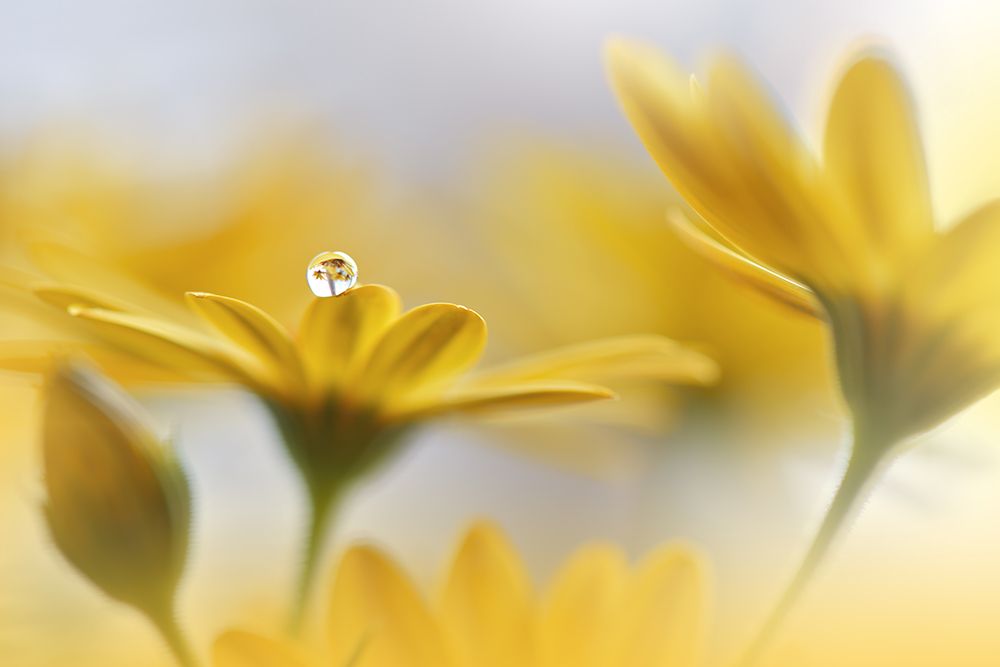 Summer Melody.. art print by Juliana Nan for $57.95 CAD