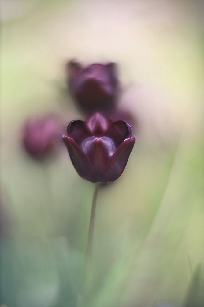 Projectorlens Photo art print by tonnie van marwijk for $57.95 CAD