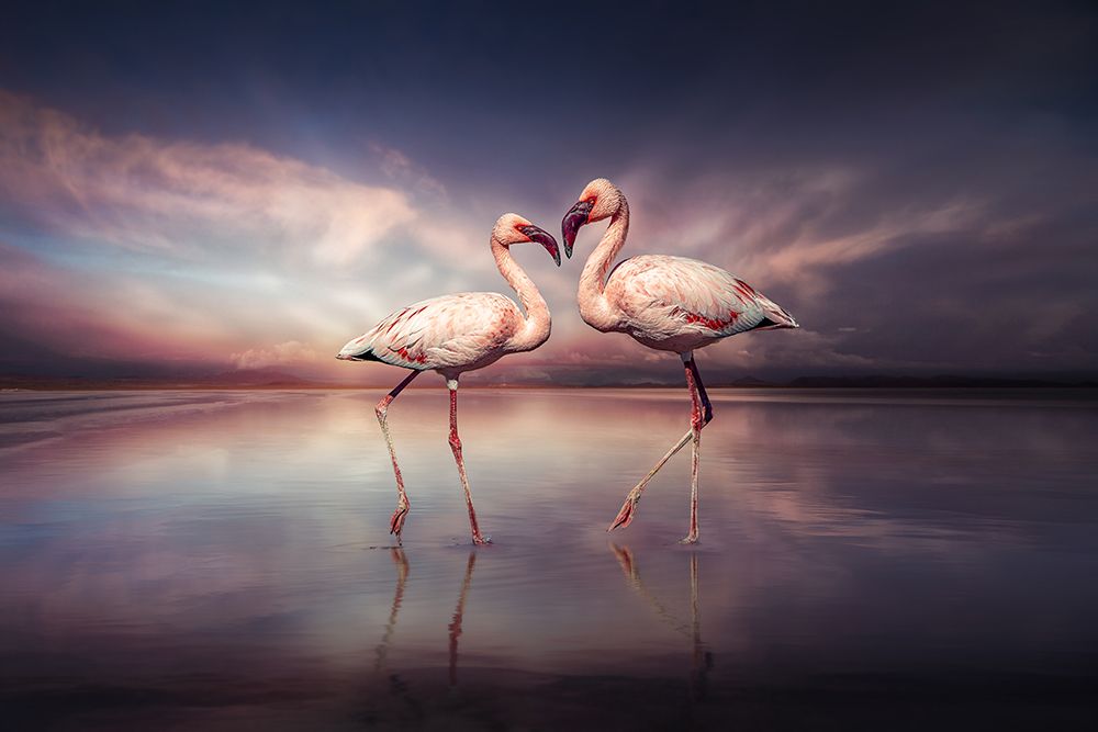 FlamingoLove art print by Marcel Egger for $57.95 CAD