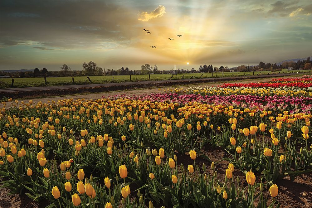 Natures Bounty art print by Sunil Kulkarni for $57.95 CAD
