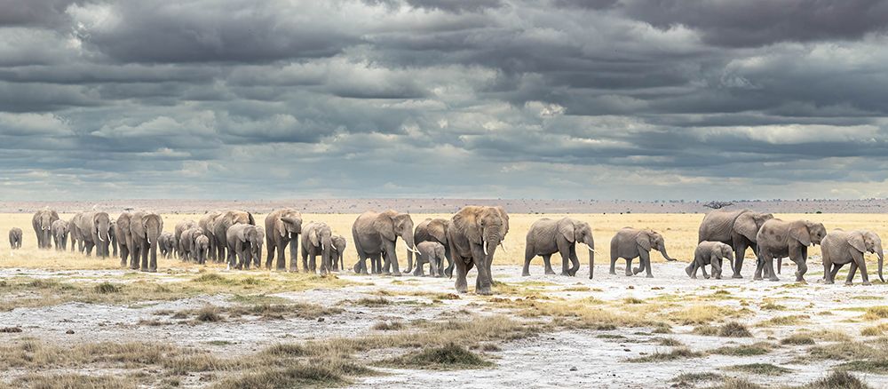The March for Survival art print by Jeffrey C. Sink for $57.95 CAD