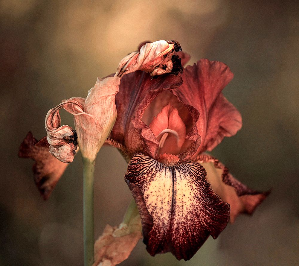An Iris In Spring art print by Robin Wechsler for $57.95 CAD