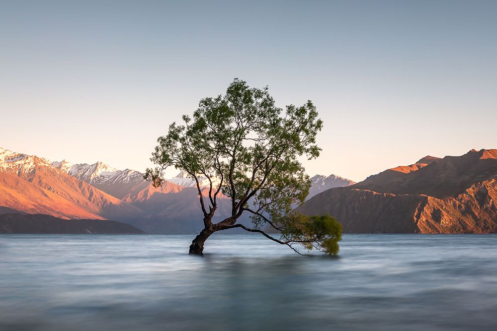 wanaka tree art print by Christoph Schaarschmidt for $57.95 CAD