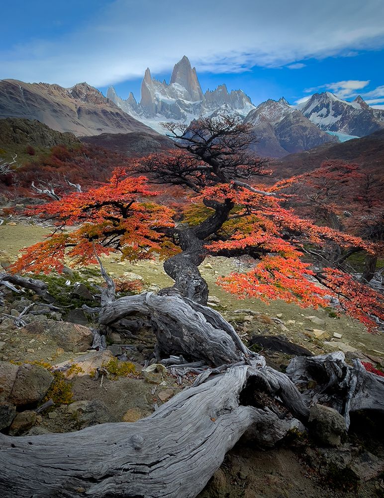 Autum in Fitz Roy art print by Bing Li for $57.95 CAD