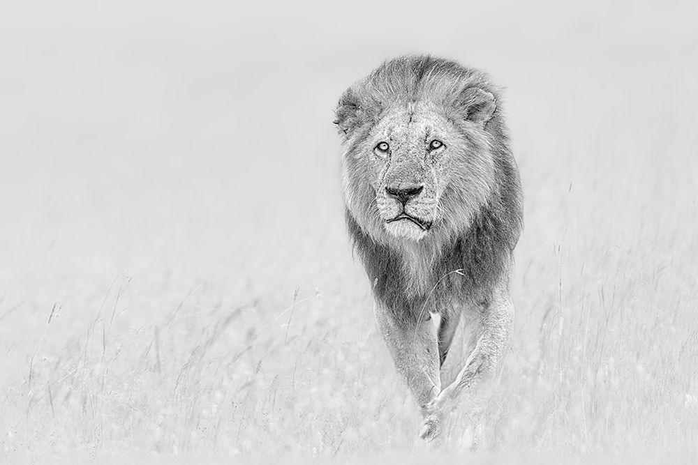 The King of The Prairie art print by Jun Zuo for $57.95 CAD