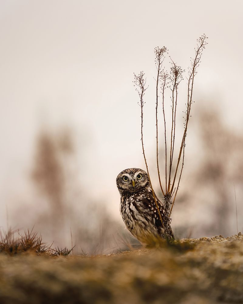 Screech owl in the morning art print by Michaela Firesova for $57.95 CAD