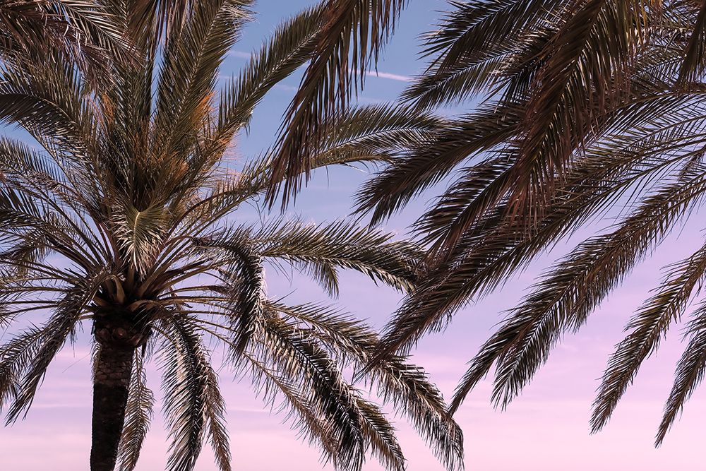 Palm_012 art print by 1x Studio III for $57.95 CAD
