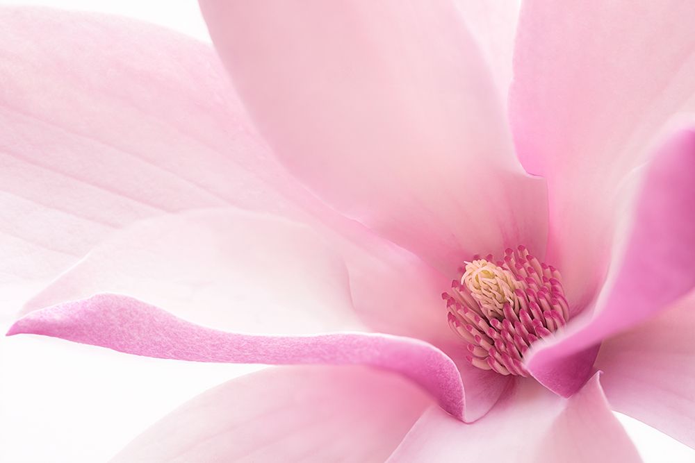 Pink Magnolia art print by GaoSL for $57.95 CAD