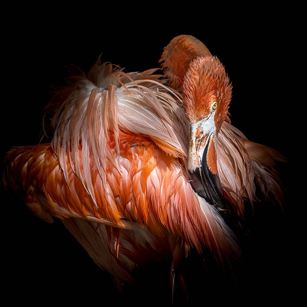 Flamingo art print by Vitor Martins for $57.95 CAD