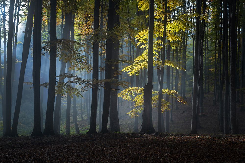 Foggy Forest art print by Alexandru Ionut Coman for $57.95 CAD