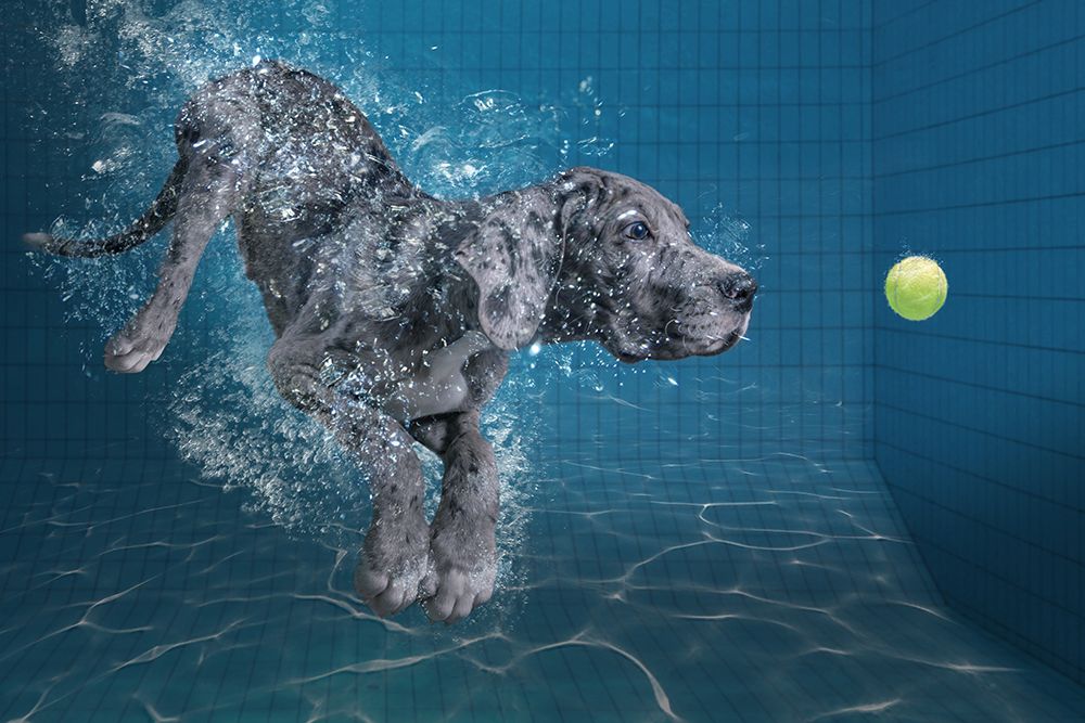 Splashdog art print by Marcel Egger for $57.95 CAD
