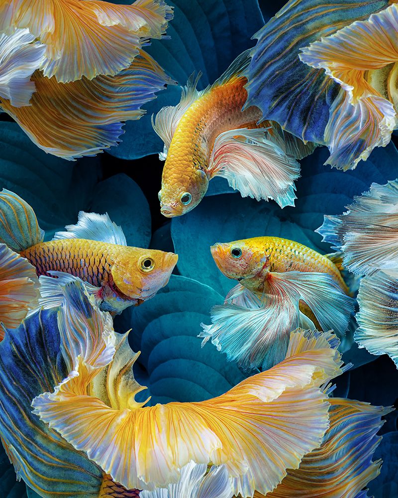 Colorfish art print by Marcel Egger for $57.95 CAD