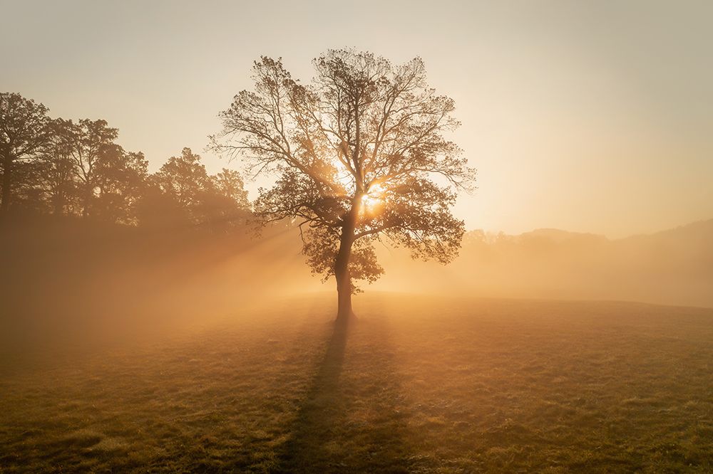 Lonely tree art print by Ales Krivec for $57.95 CAD