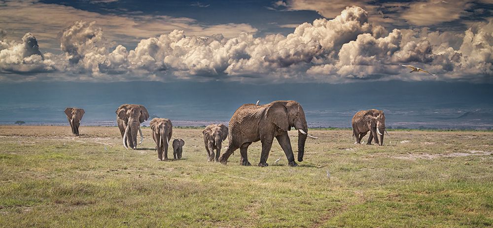 Amboseli wonderland art print by Jeffrey C. Sink for $57.95 CAD