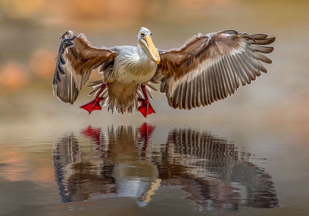 Touching the water by Marketa Zvelebil PhD