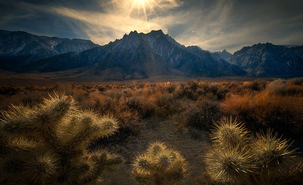 Golden cactus art print by Ruiqing P. for $57.95 CAD