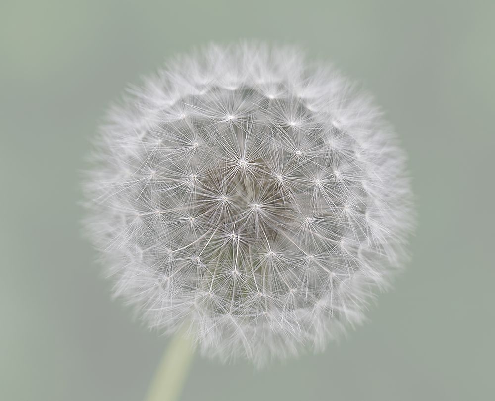 Dandelion Seedball art print by Mirjam Fischer for $57.95 CAD