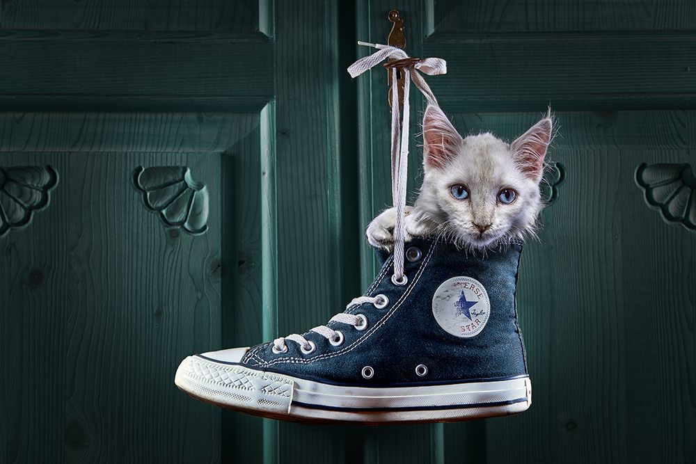 Catshoe art print by Marcel Egger for $57.95 CAD