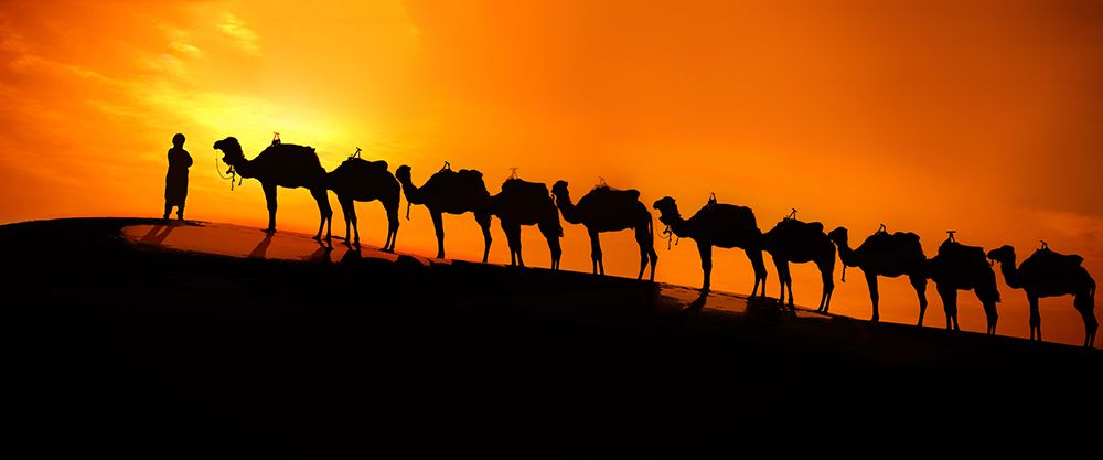 Camel on the desert  sunset art print by Moris Raskin for $57.95 CAD