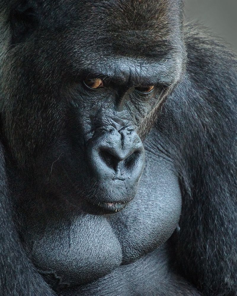 Unhappy Gorilla art print by Bill Mugg for $57.95 CAD