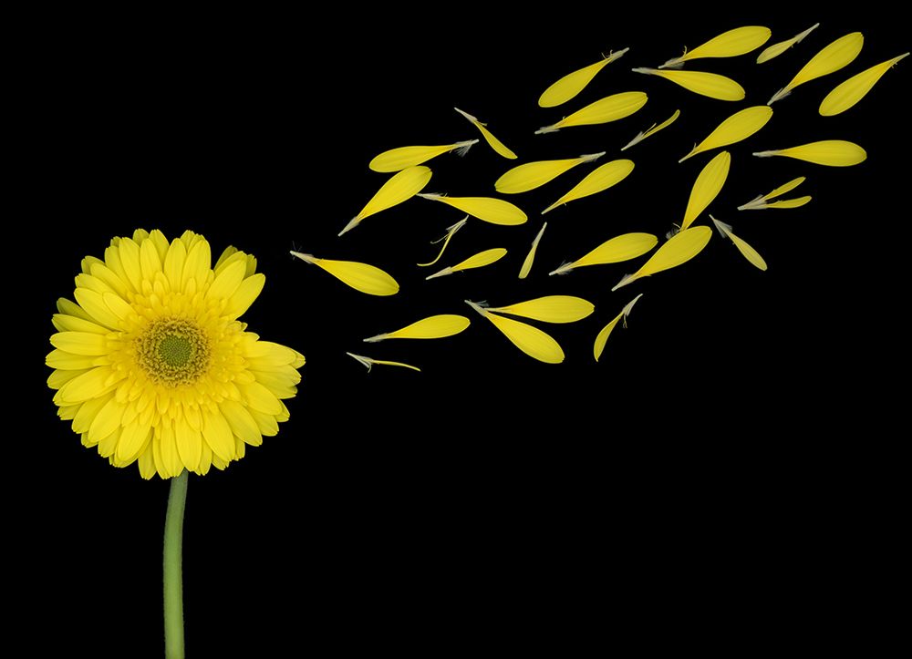 Blowing In The Wind art print by Louise Wolbers for $57.95 CAD